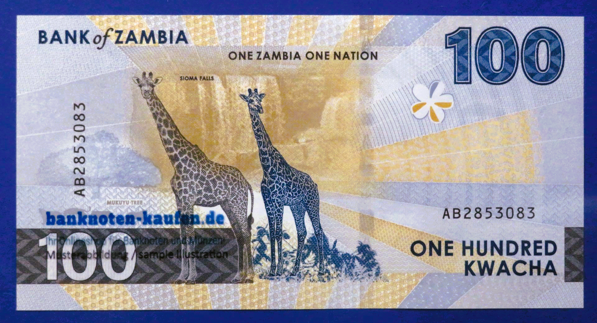 Zambia, 100 Kwacha, 2024, uncirculated (UNC), P-65